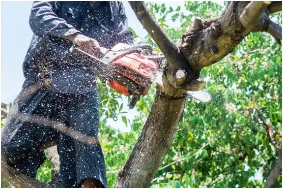 tree services Drexel Hill